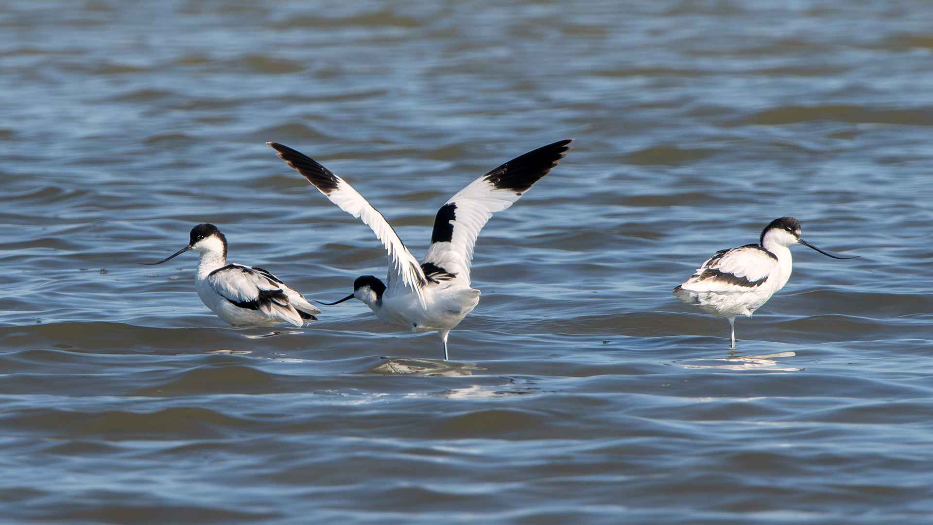 Pied Avocet